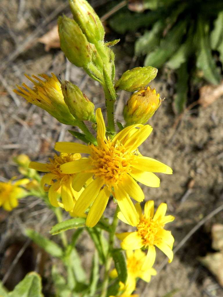 Asteraceae - Dittrichia viscosa